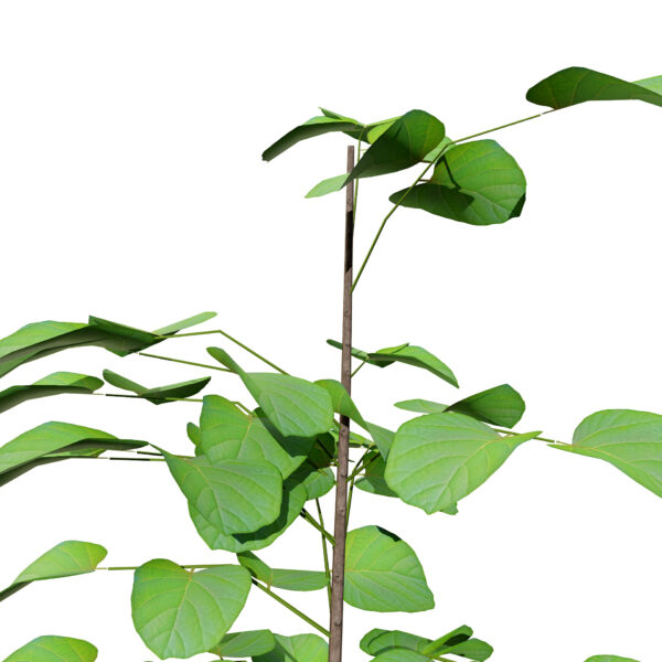 Arabian_Assyrian_Plum_Tree_V42