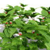 Fragaria vesca variation 2 3 d3