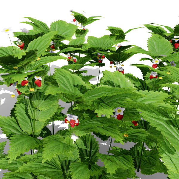 Fragaria vesca variation 2 3 d3