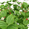 Fragaria vesca variation 20020