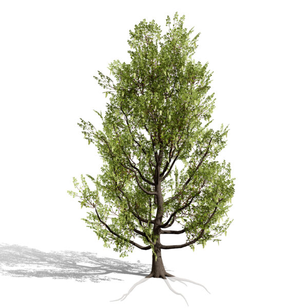 Fremont Cottonwood first variation