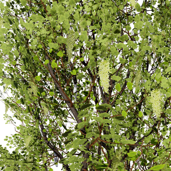 Fremont Cottonwood first variation2