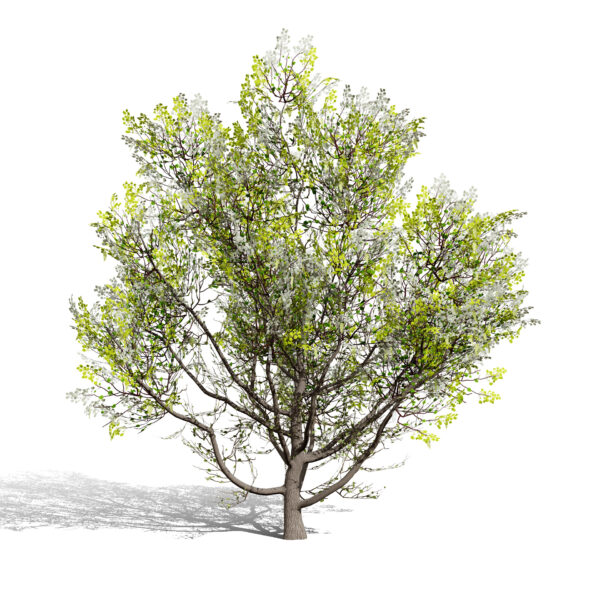 Fremont Cottonwood second variation