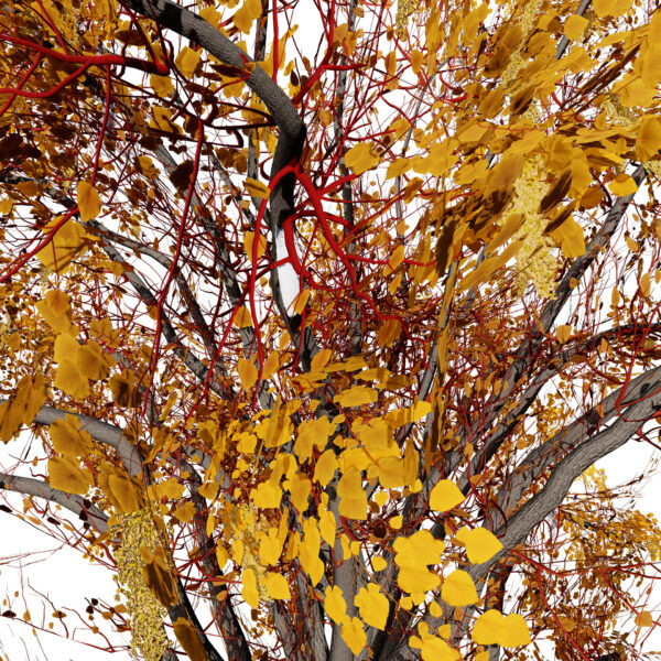 Fremont Cottonwood third variation2