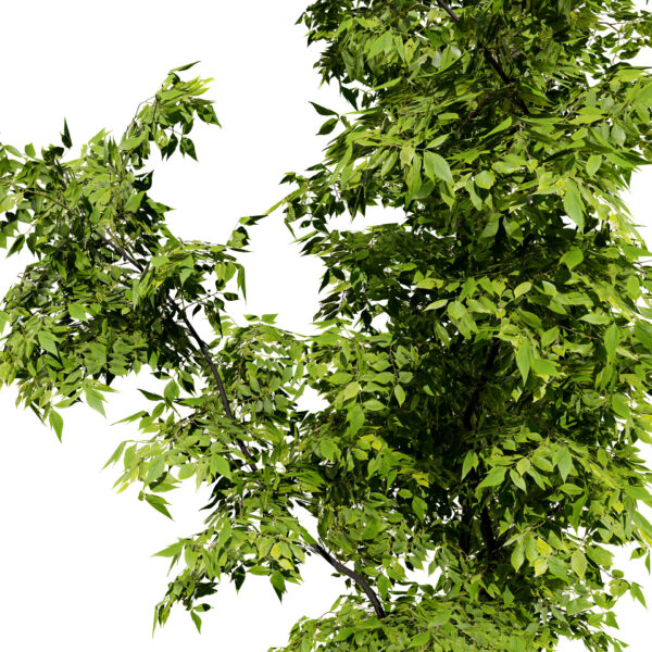 North American Boxelder Maple (Acer negundo) first variation1