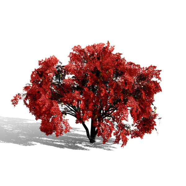 North American Boxelder Maple (Acer negundo) forth variation s