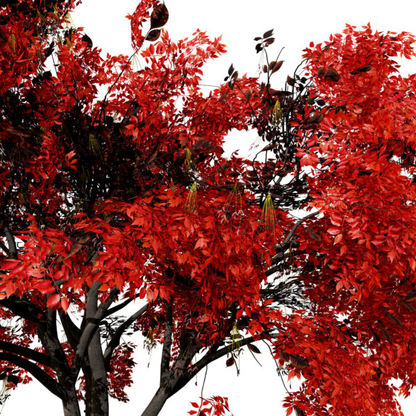 North American Boxelder Maple (Acer negundo) forth variation1