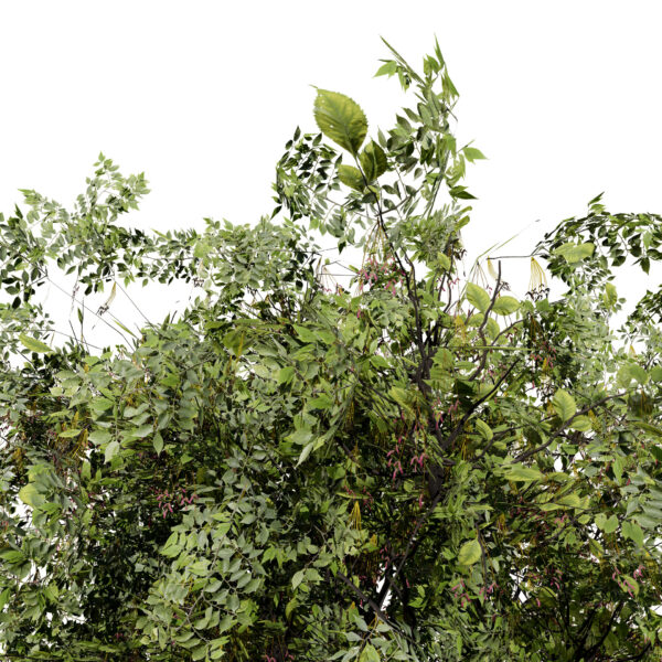 North American Boxelder Maple (Acer negundo) second variation2