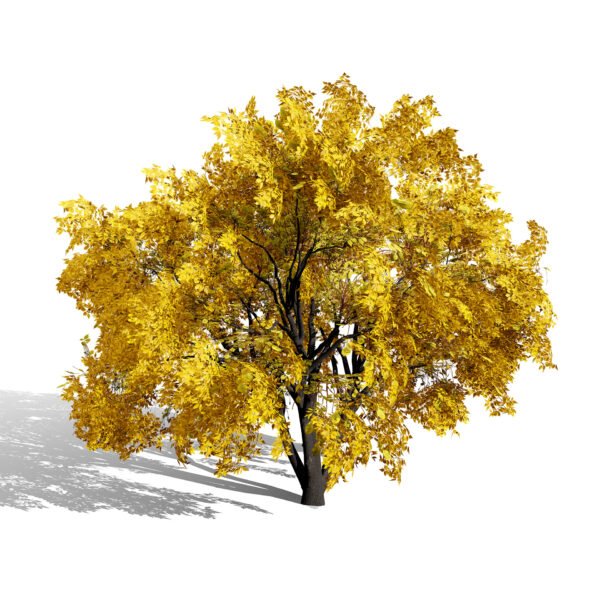 North American Boxelder Maple (Acer negundo) third variation s