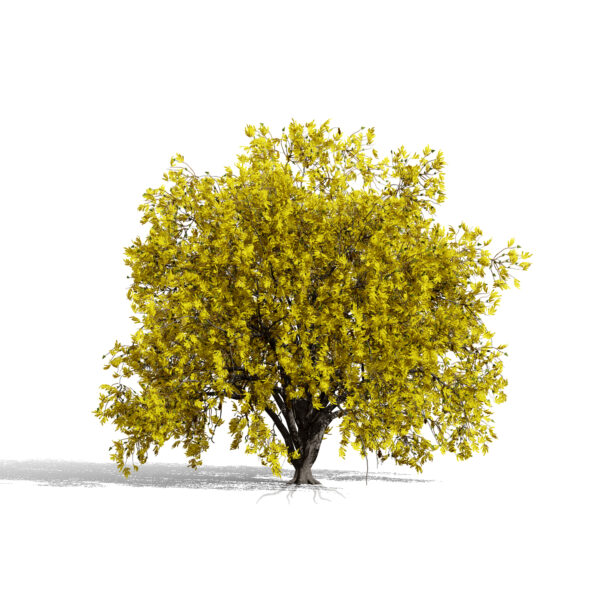 North American Honey Locust (Gleditsia triacanthos) second variation