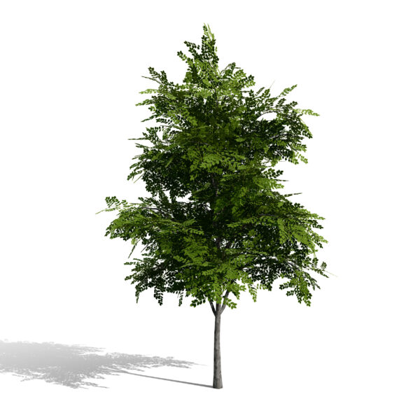 North American Kentucky Coffeetree (Gymnocladus dioicus) first variation