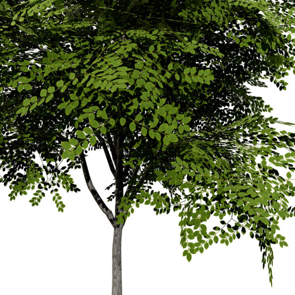 North American Kentucky Coffeetree (Gymnocladus dioicus) first variation1