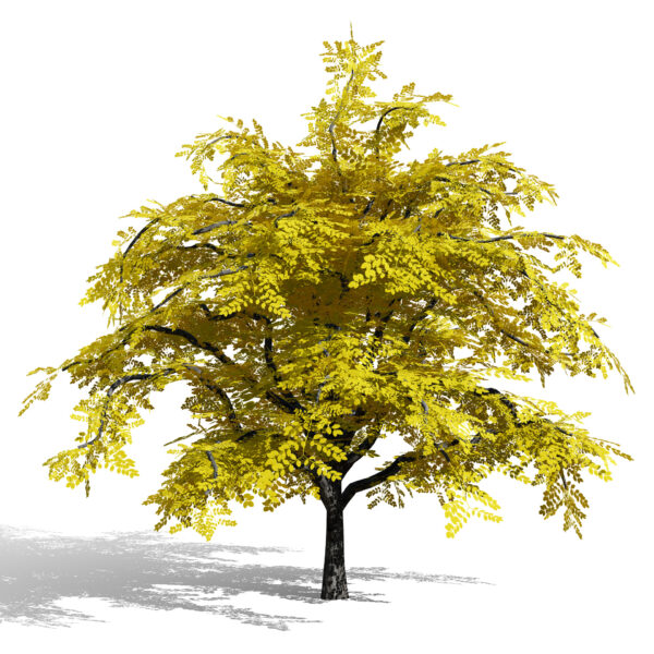 North American Kentucky Coffeetree (Gymnocladus dioicus) forth variation