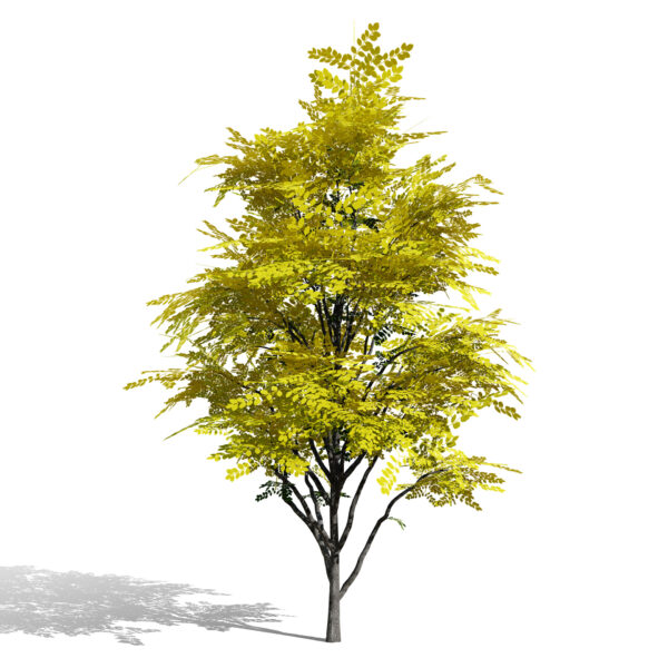 North American Kentucky Coffeetree (Gymnocladus dioicus) second variation