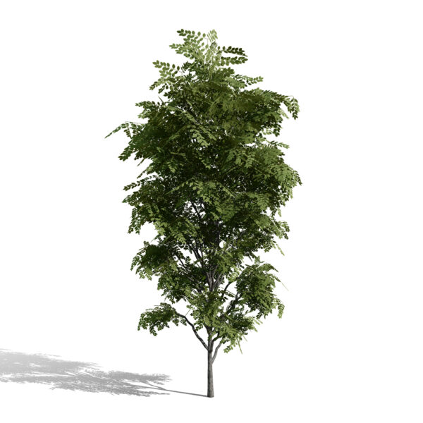 North American Kentucky Coffeetree (Gymnocladus dioicus) third variation