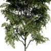 North American Kentucky Coffeetree (Gymnocladus dioicus) third variation1