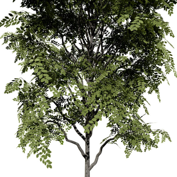 North American Kentucky Coffeetree (Gymnocladus dioicus) third variation1