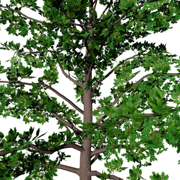 North American Swamp White Oak (Quercus bicolor) first variation4