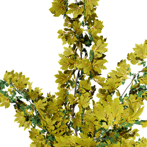 North American Swamp White Oak (Quercus bicolor) second variation4