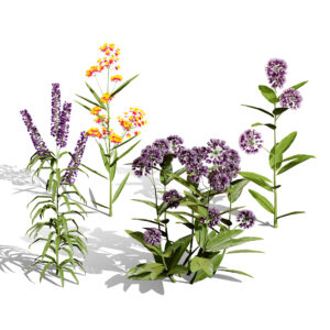 North American Milkweed Collection North American Milkweed Collection