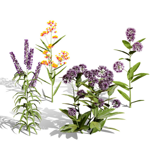 North American Milkweed Collection North American Milkweed Collection