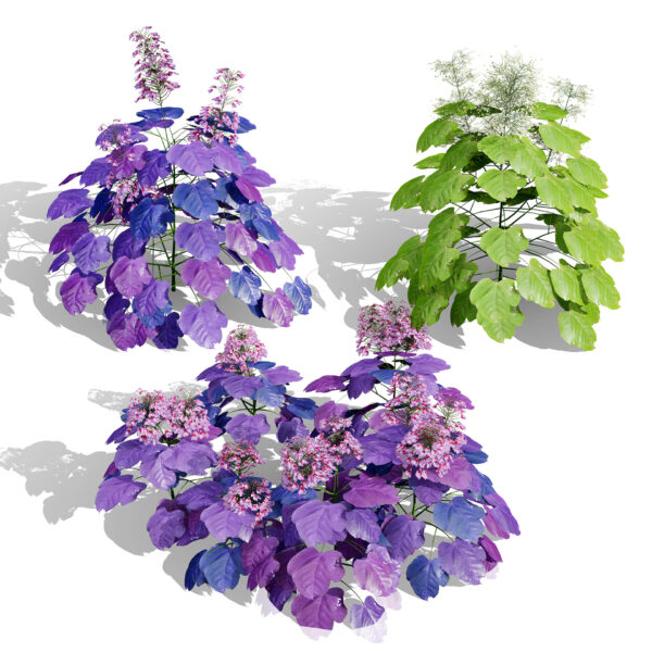 Heuchera micrantha Perennial Plant Collection Heuchera micrantha Perennial Plant Collection