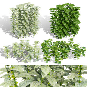 Lamium Galeobdolon 3D Ground Cover Pack Lamium Galeobdolon 3D Ground Cover Pack