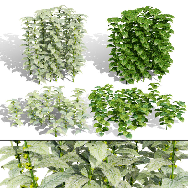 Lamium Galeobdolon 3D Ground Cover Pack Lamium Galeobdolon 3D Ground Cover Pack
