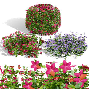 Vinca Minor Ground Cover 3D Model Pack Vinca Minor Ground Cover 3D Model Pack