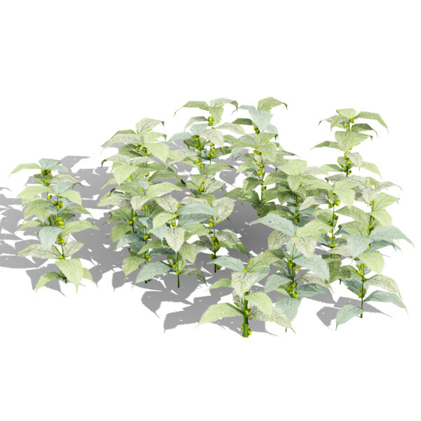 01 Lamium galeobdolon variation 2 3