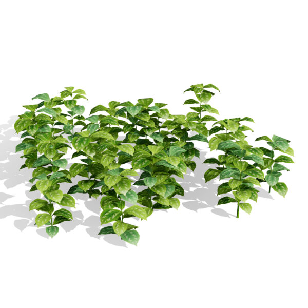 01 Lamium galeobdolon2