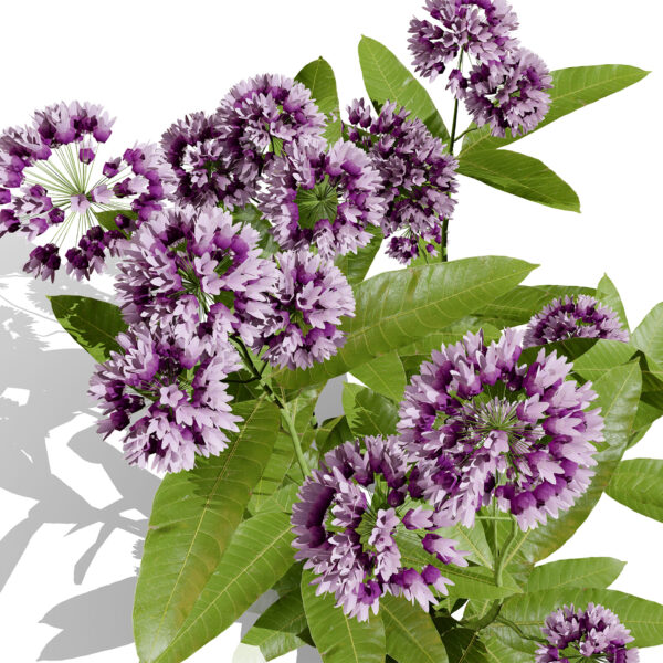 02 Common milkweed 2 z23