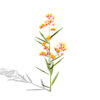 Butterfly weed