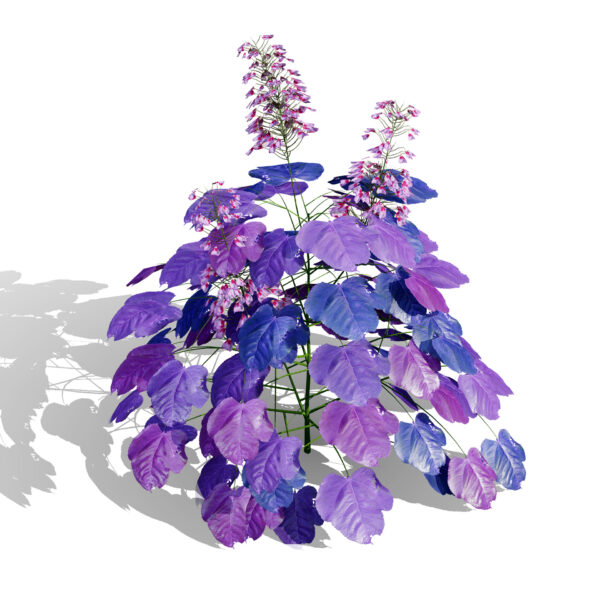 Heuchera micrantha variation 2 s