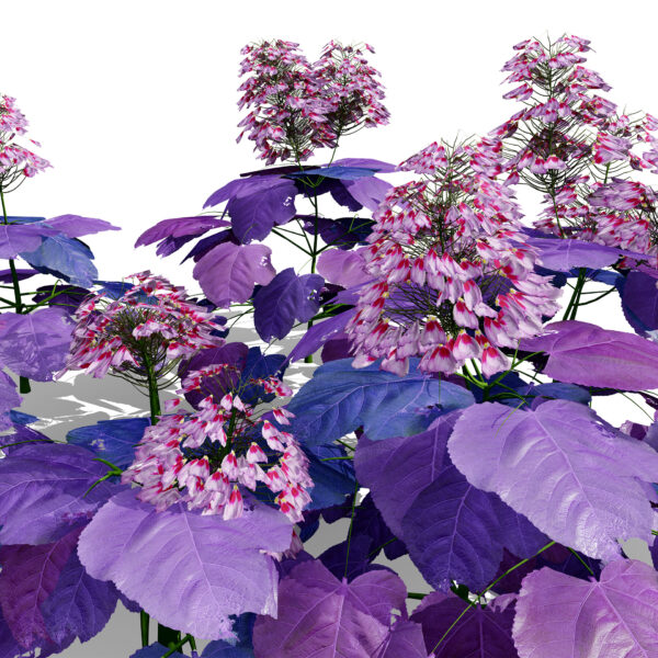 Heuchera micrantha variation 3 zx32 s