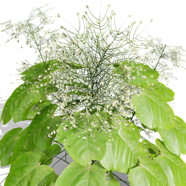 Heuchera micrantha z21