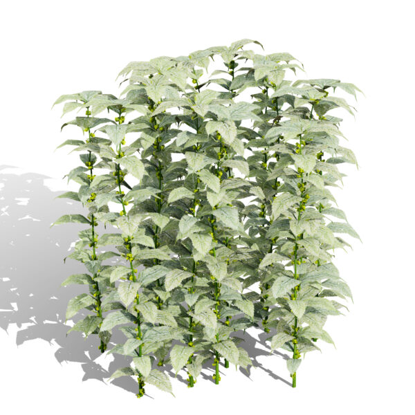 Lamium galeobdolon variation 2