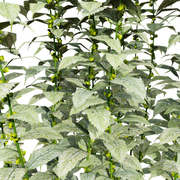 Lamium galeobdolon variation 23