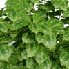 Lamium galeobdolon z12