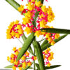 Z Butterfly weed z23