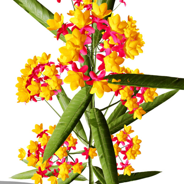 Z Butterfly weed z23