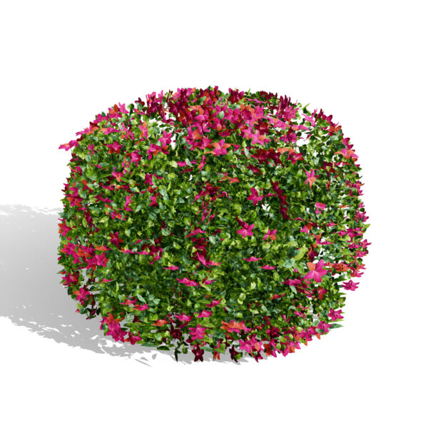 vinca minor variation 2 54s