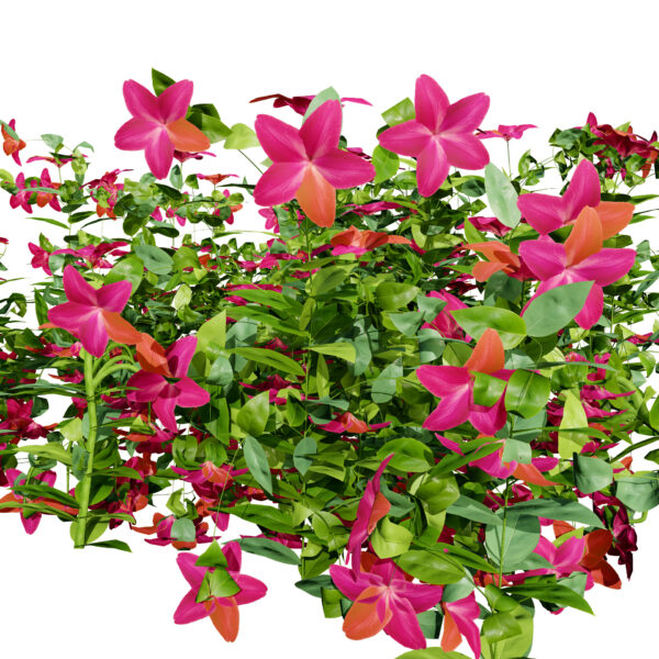 vinca minor variation 3 2