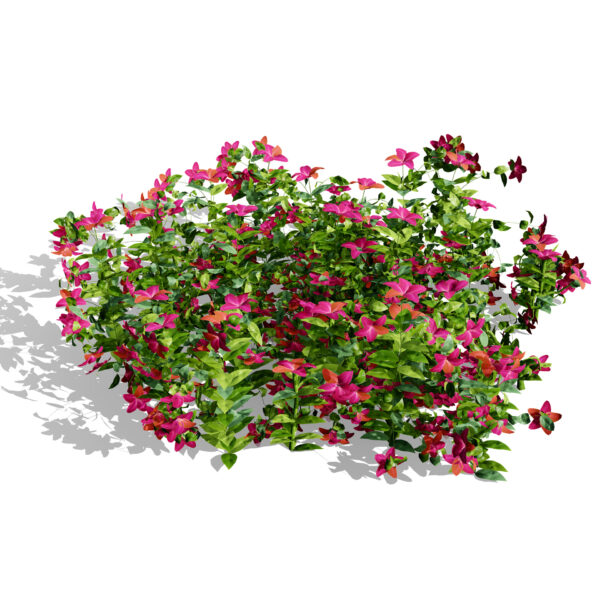 vinca minor variation 3