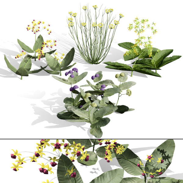 North American Milkweeds V05 Pack North American Milkweeds V05 Pack