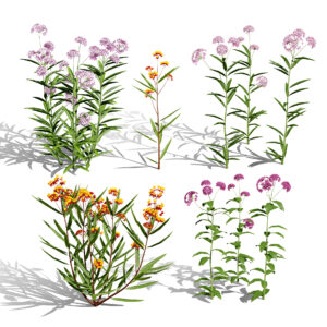 North American Milkweed Collection V03 North American Milkweed Collection V03