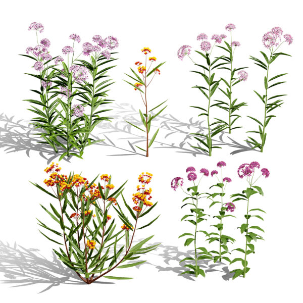 North American Milkweed Collection V03