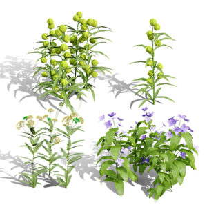 North American Milkweeds Collection V06 North American Milkweeds Collection V06