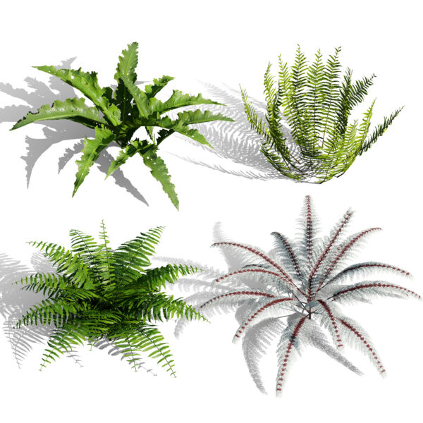 Lush Woodland Greenery