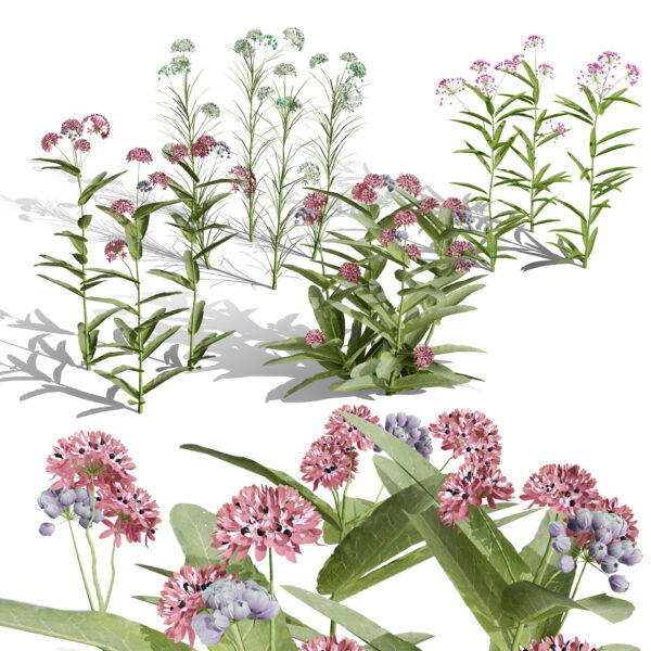 North American Milkweed Collection